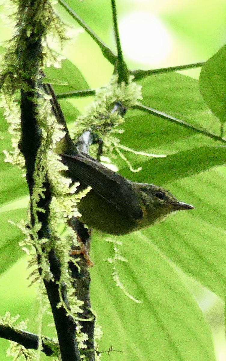 Golden-crowned Warbler - ML637514466