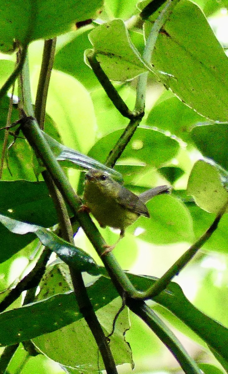 Golden-crowned Warbler - ML637514467