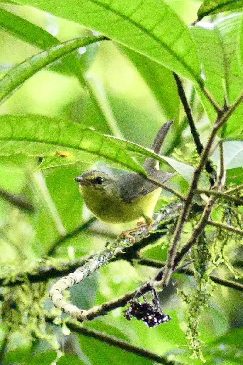 Golden-crowned Warbler - ML637514468