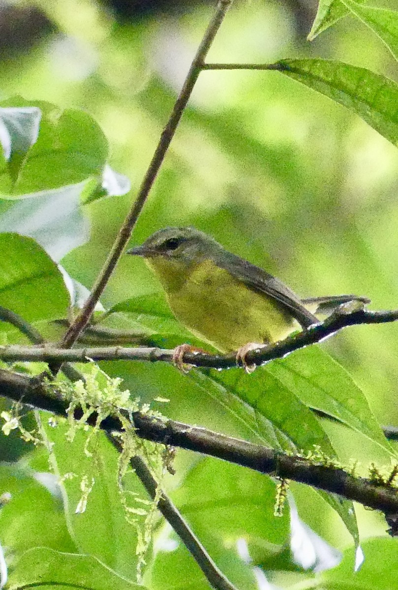 Golden-crowned Warbler - ML637514469