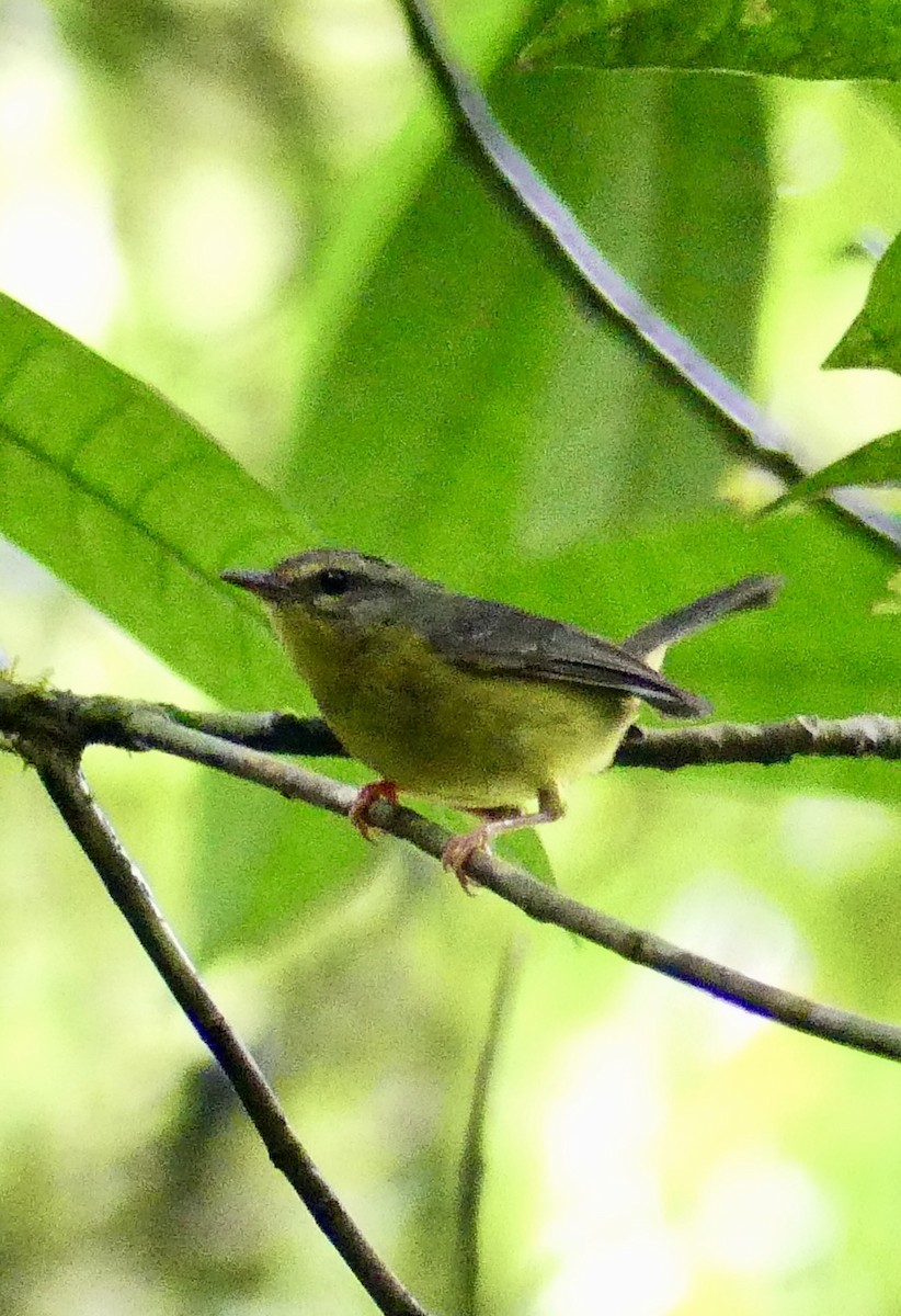 Golden-crowned Warbler - ML637514470