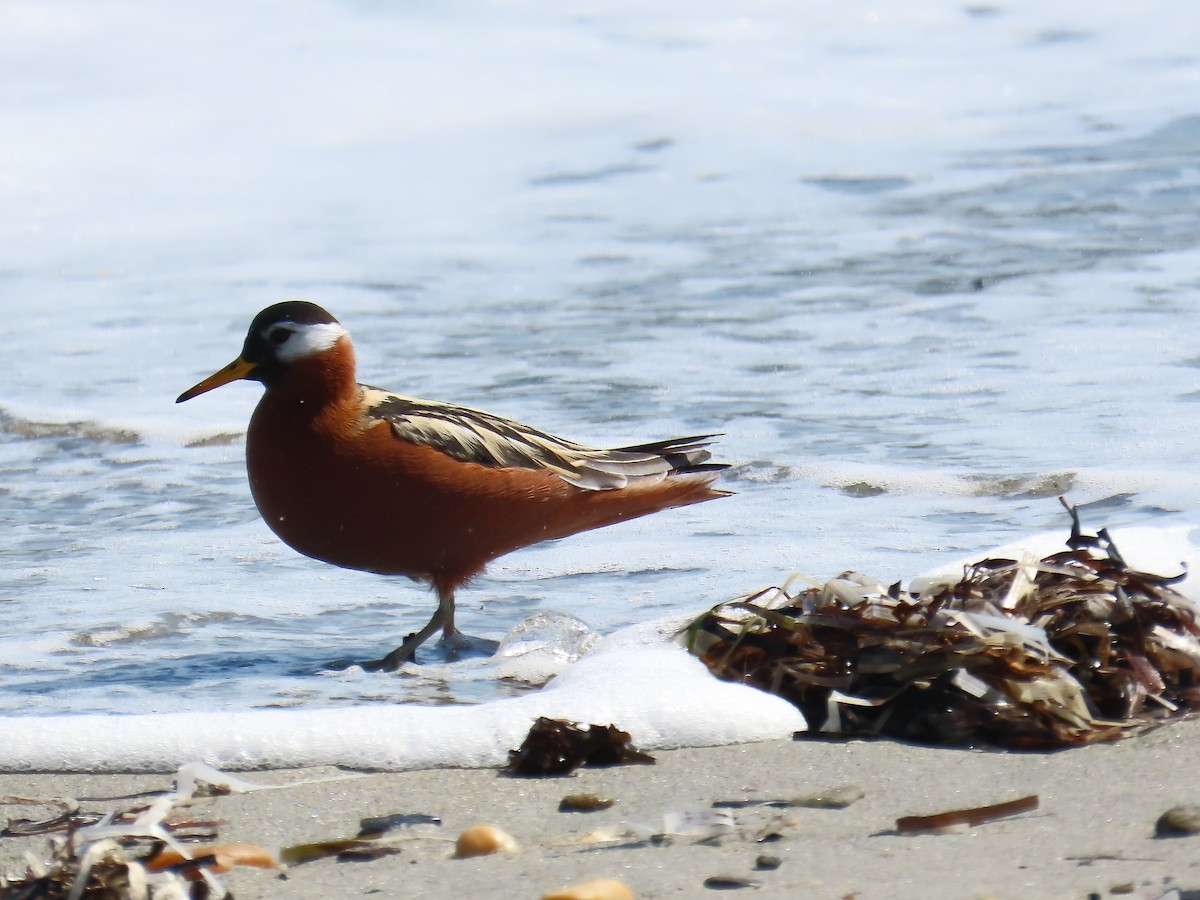 Red Phalarope - ML637514474
