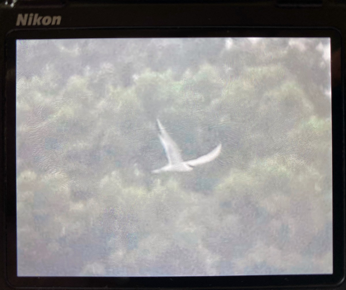 Common Tern - ML637514516