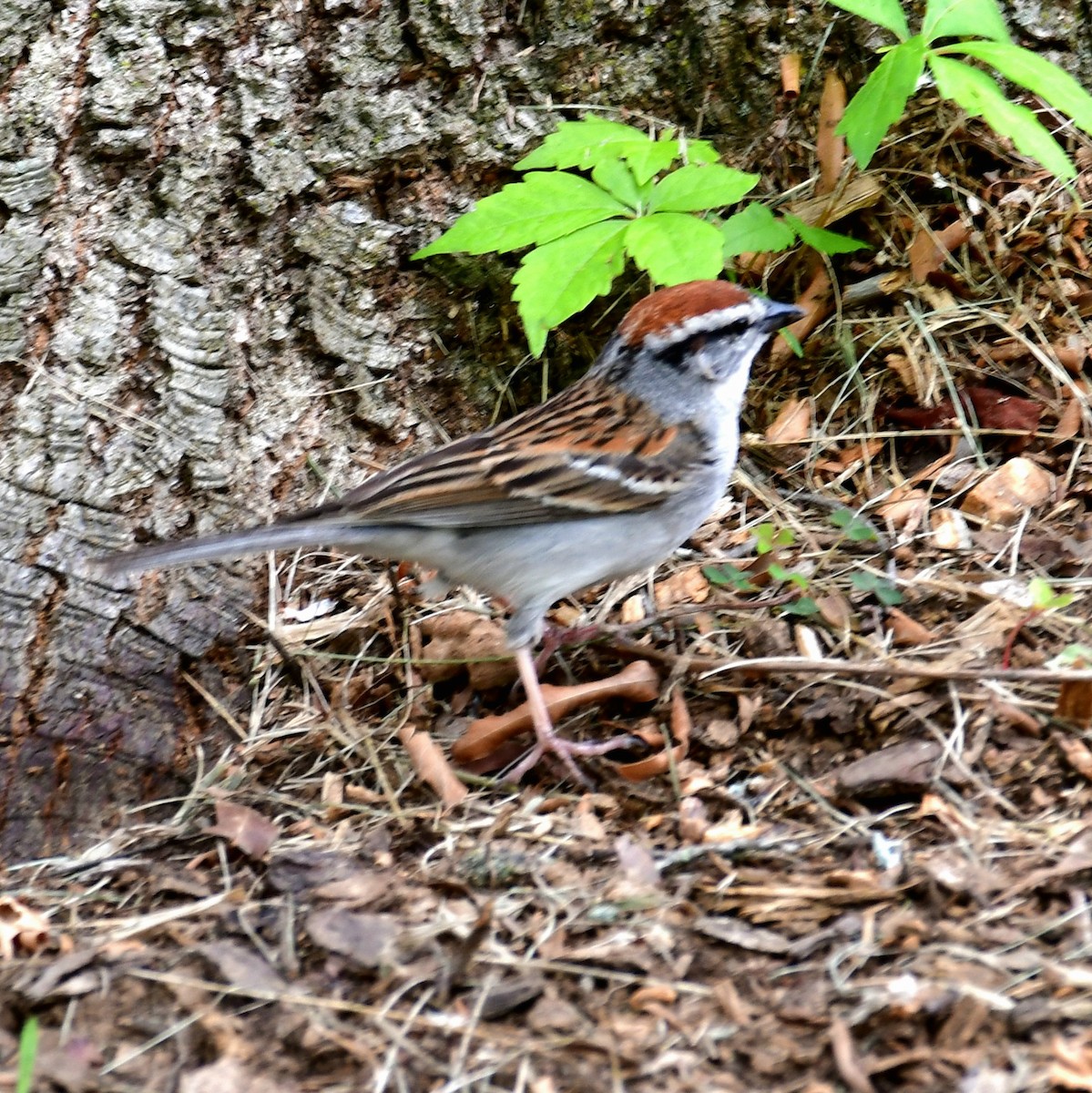 Chipping Sparrow - ML637514535