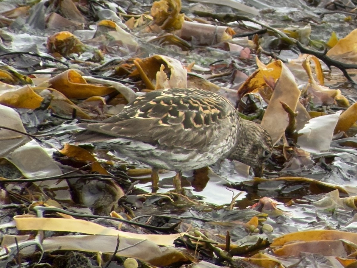 Purple Sandpiper - ML637514542