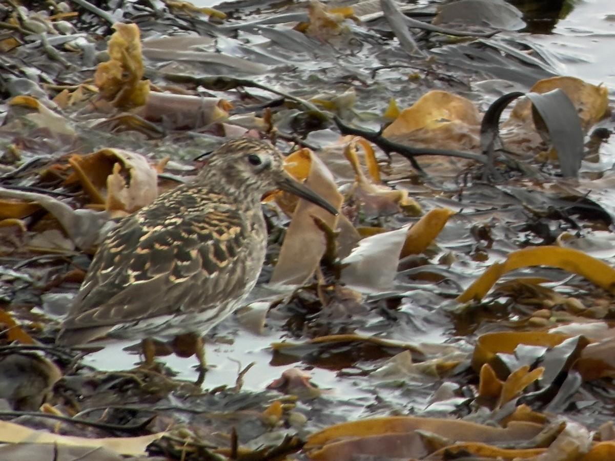 Purple Sandpiper - ML637514543