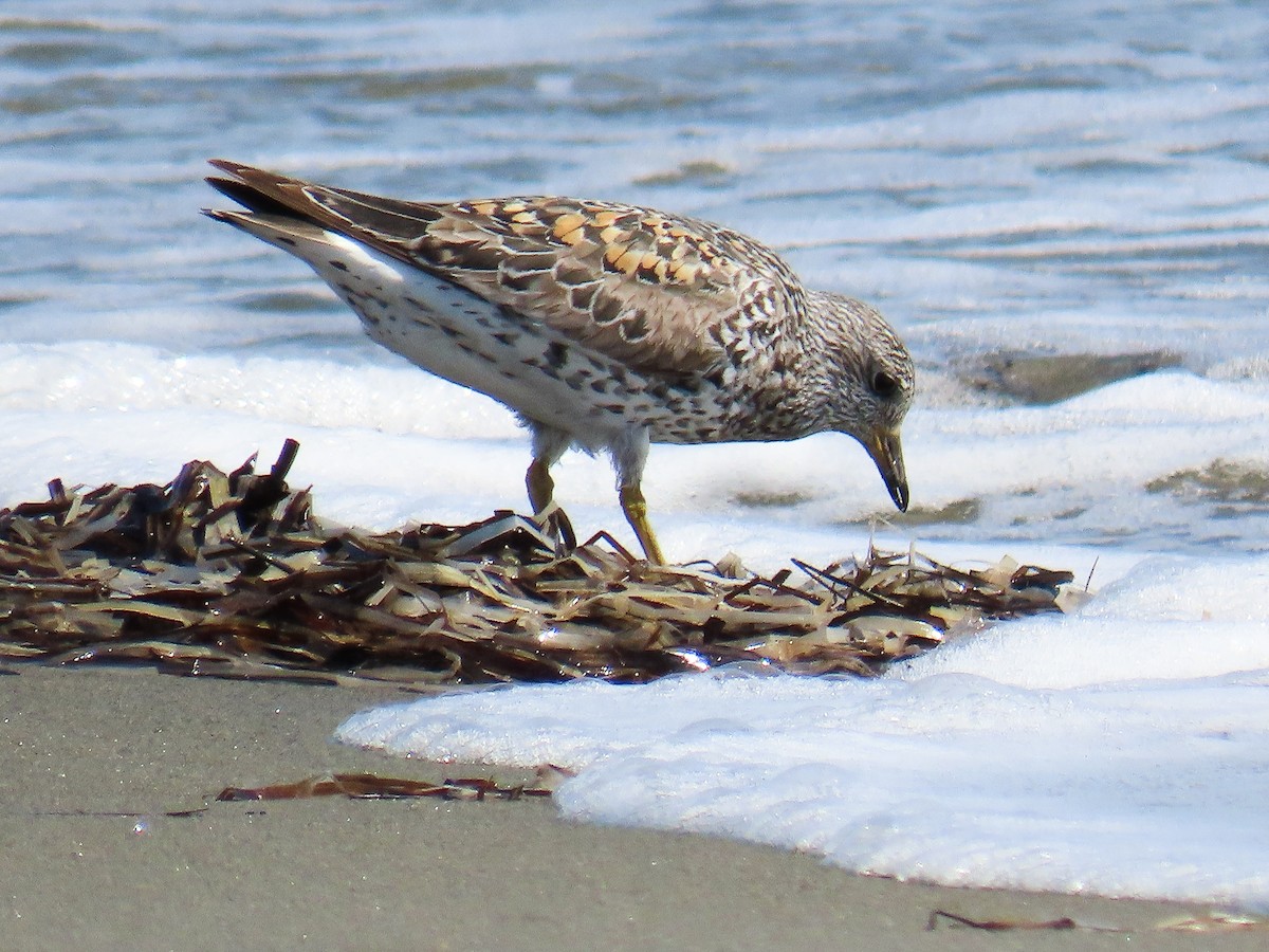 Surfbird - ML637514550