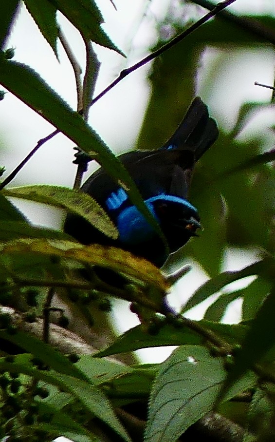 Scarlet-thighed Dacnis - ML637514564