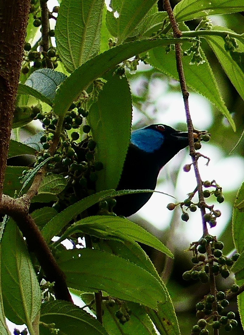 Scarlet-thighed Dacnis - ML637514565