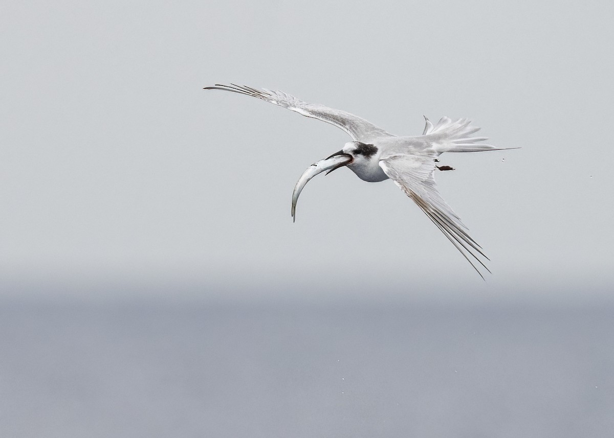 Common Tern - ML637514566