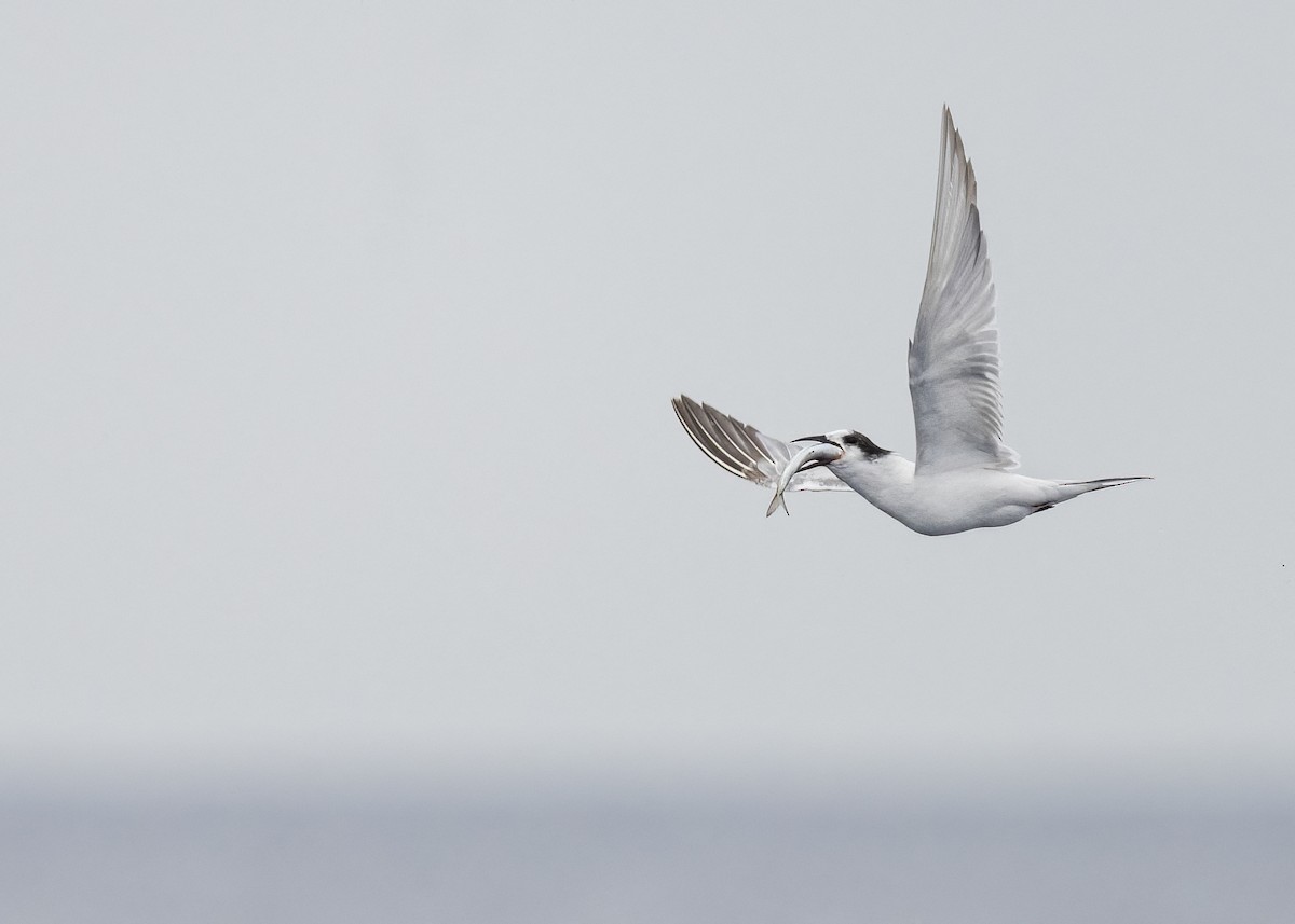 Common Tern - ML637514573