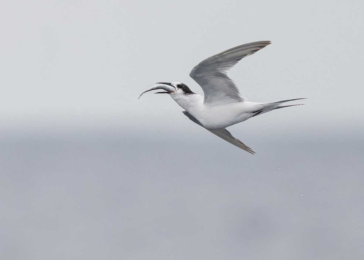 Common Tern - ML637514583