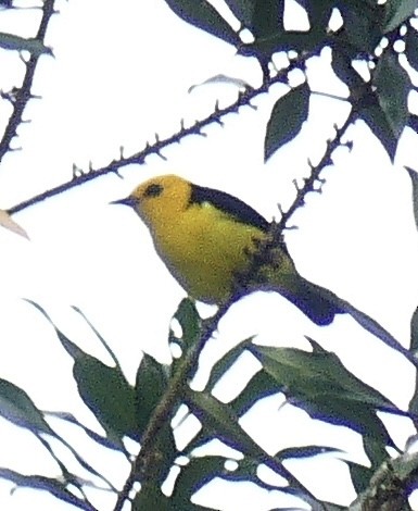 Black-and-yellow Tanager - ML637514586