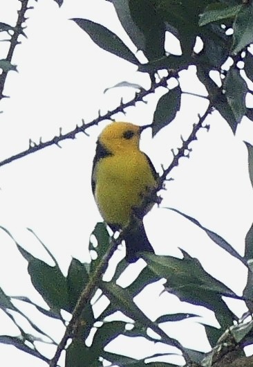 Black-and-yellow Tanager - ML637514587