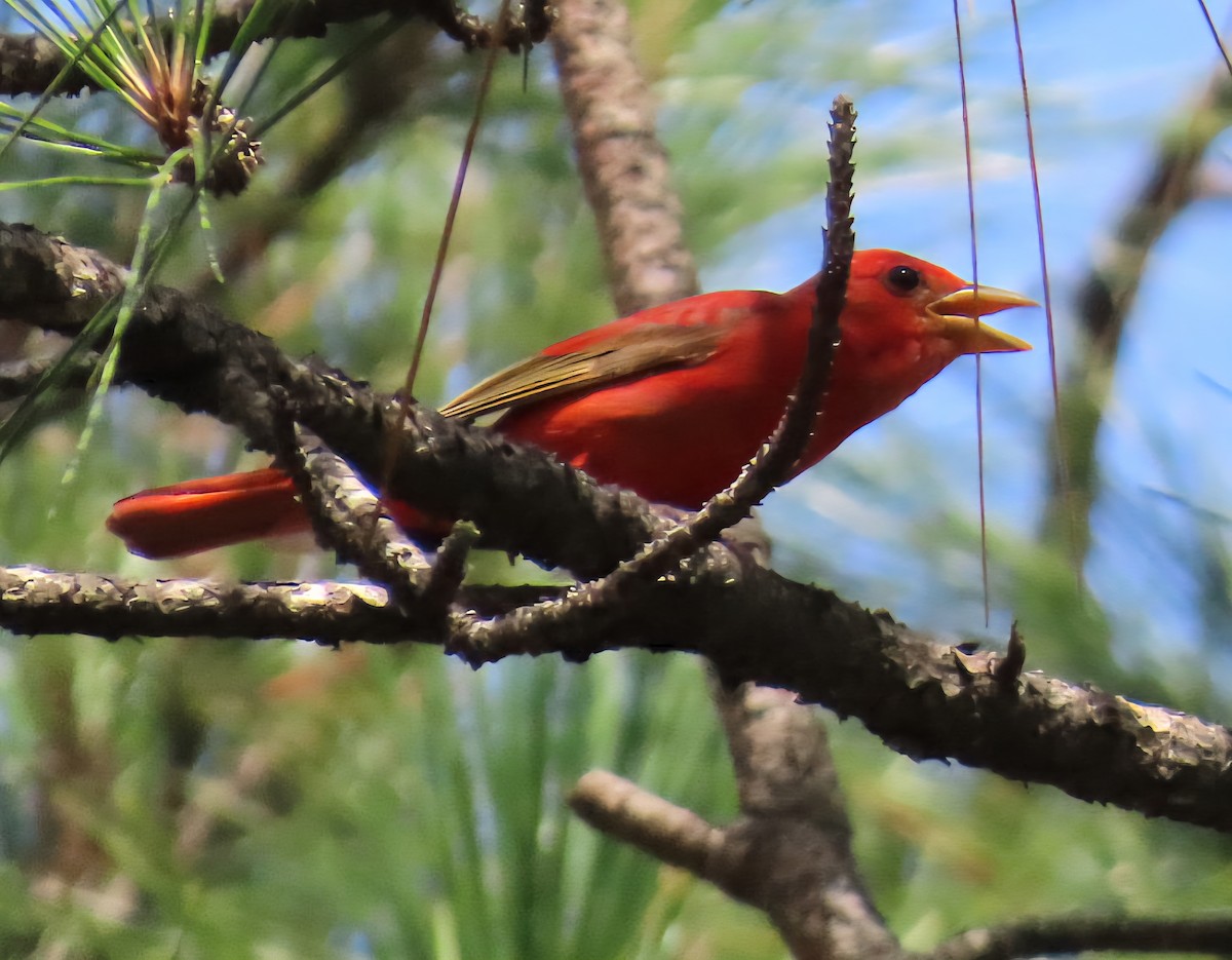 Summer Tanager - ML637514612