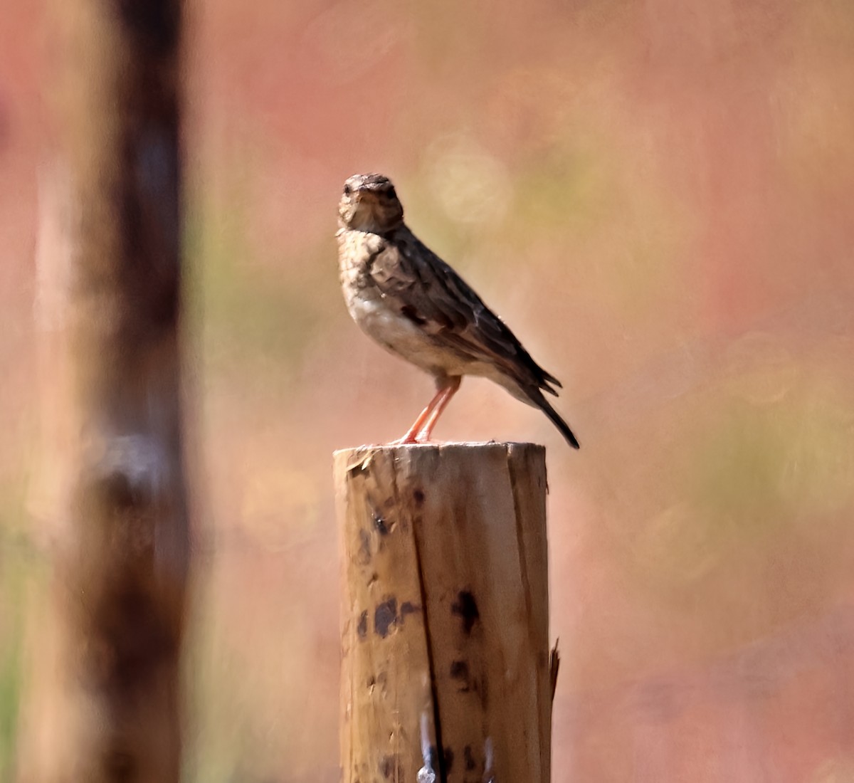 Heidelerche - ML637514619