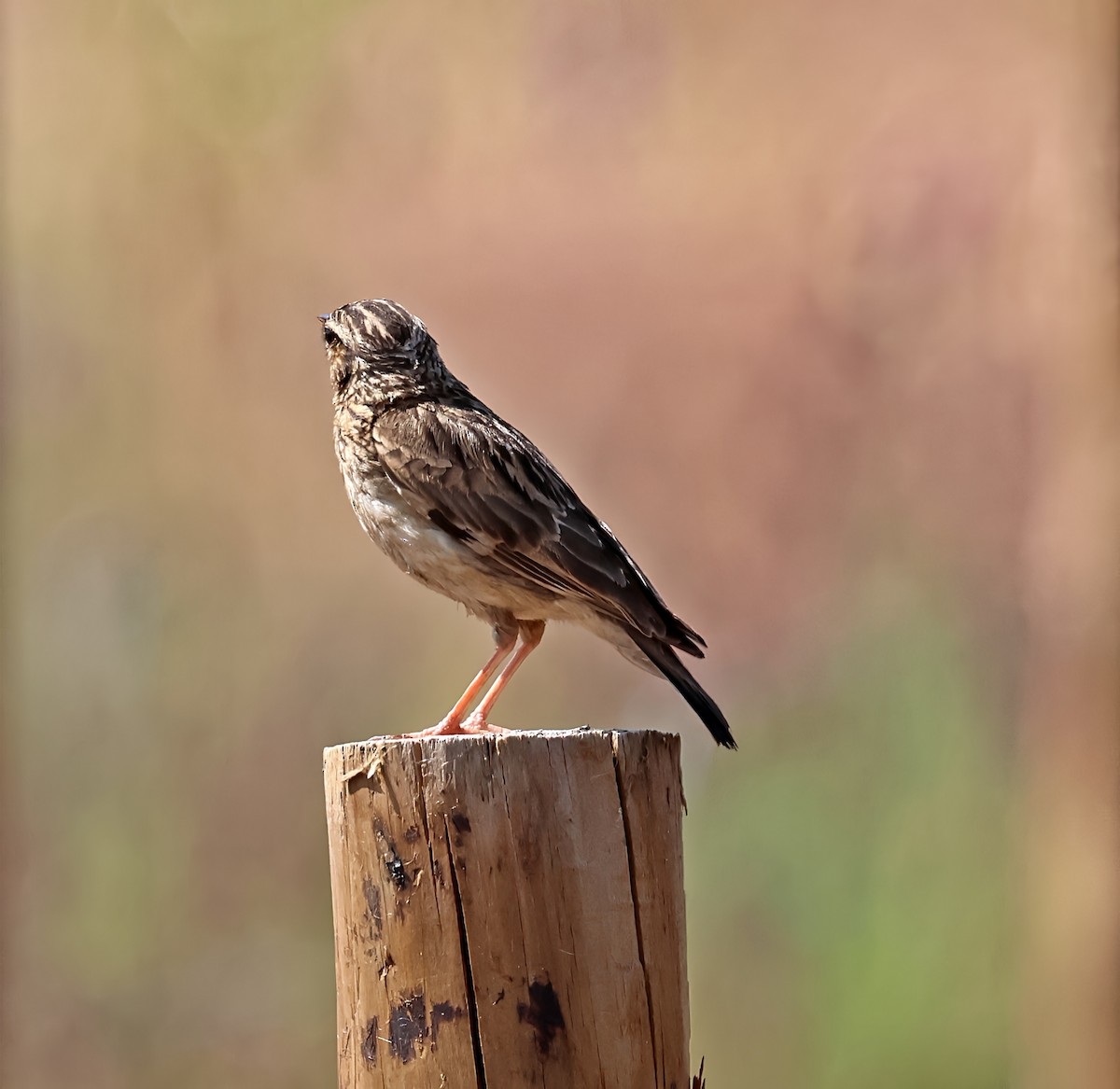 Heidelerche - ML637514621