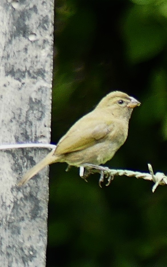 Yellow-faced Grassquit - ML637514628