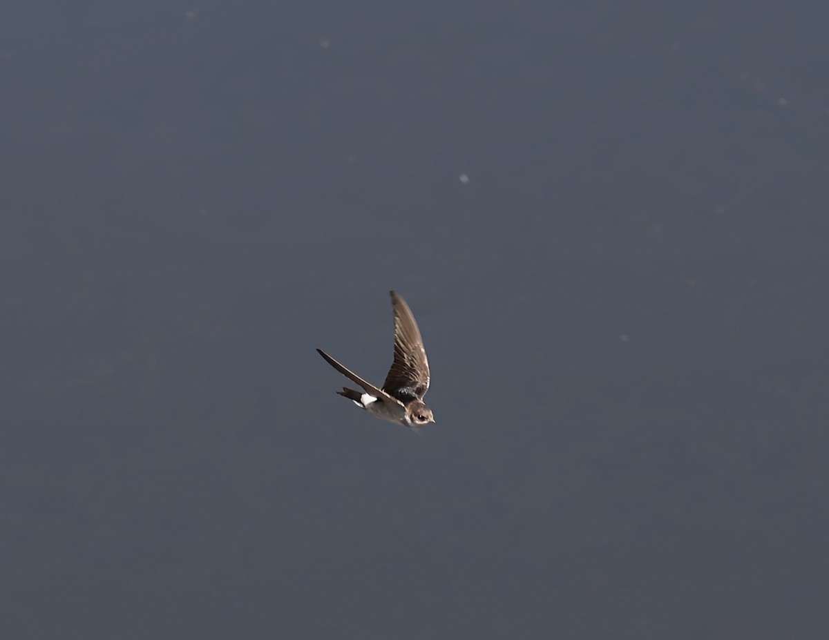 Mehlschwalbe - ML637514632