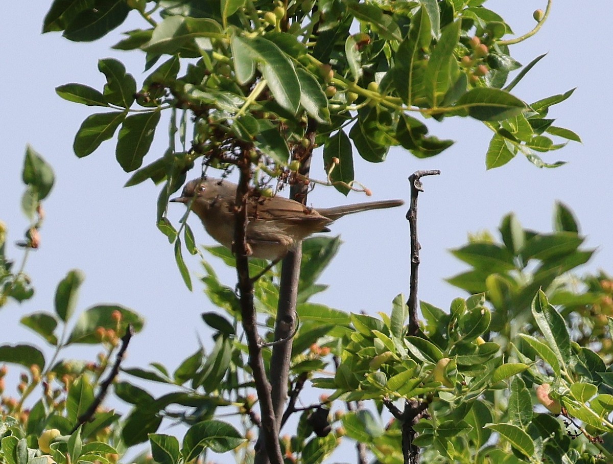 Iberien-Bartgrasmücke - ML637514638