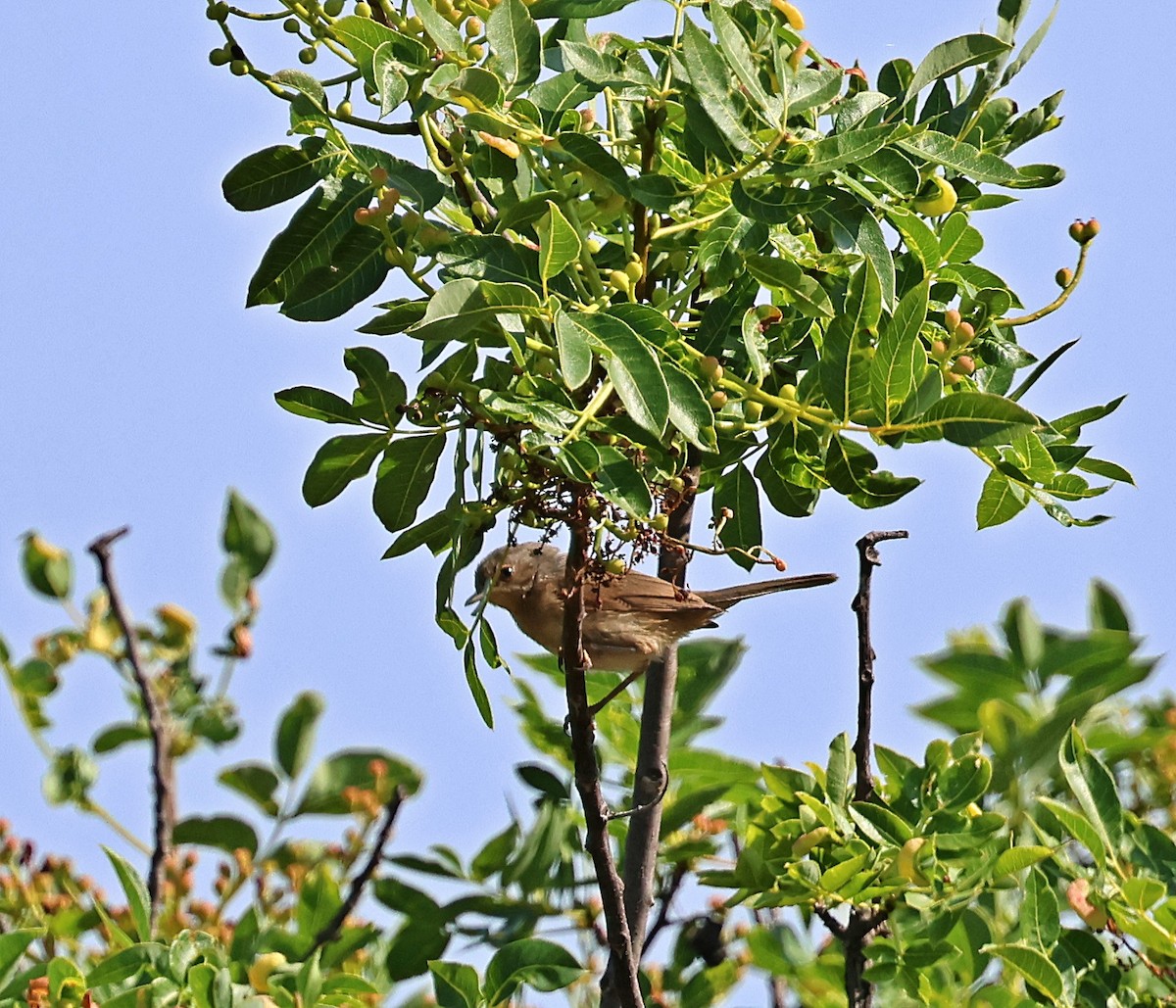 Iberien-Bartgrasmücke - ML637514639