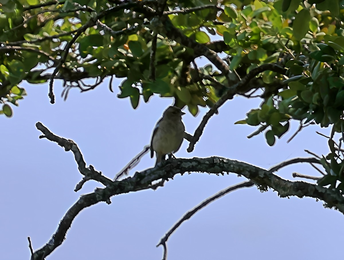 Buchfink - ML637514658