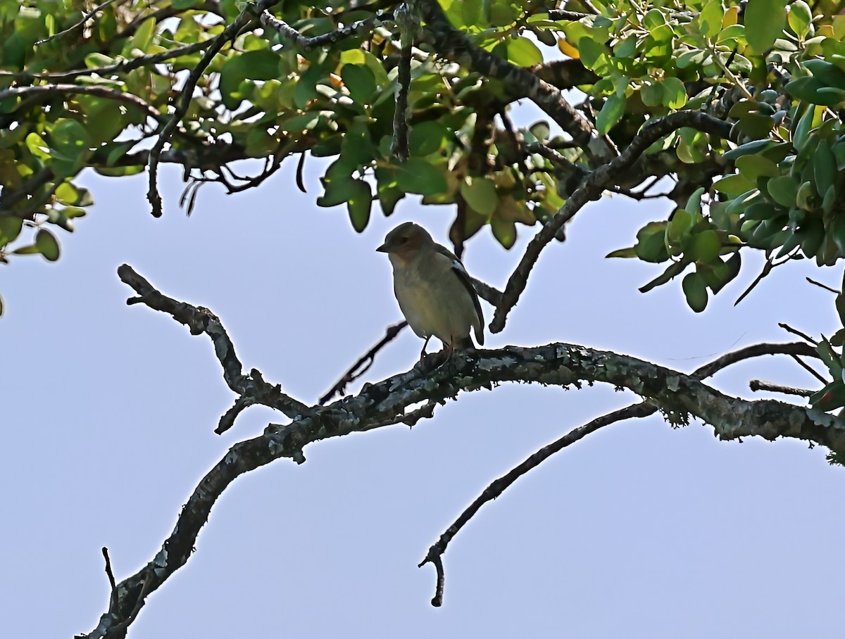 Buchfink - ML637514659