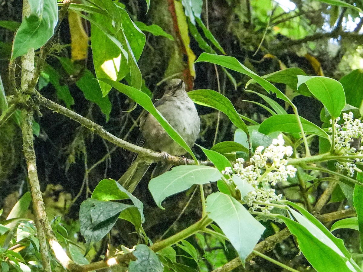 Mountain Thrush - ML637514669