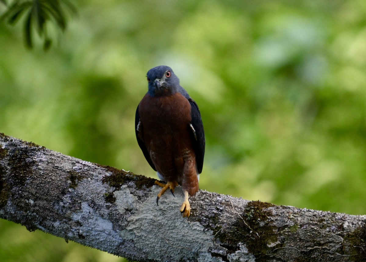 Double-toothed Kite - ML637514698