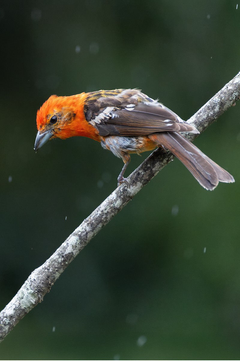 Flame-colored Tanager - ML637514722