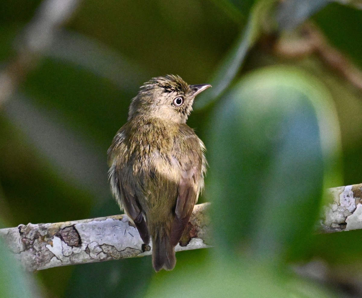 Dwarf Tyrant-Manakin - ML637514724