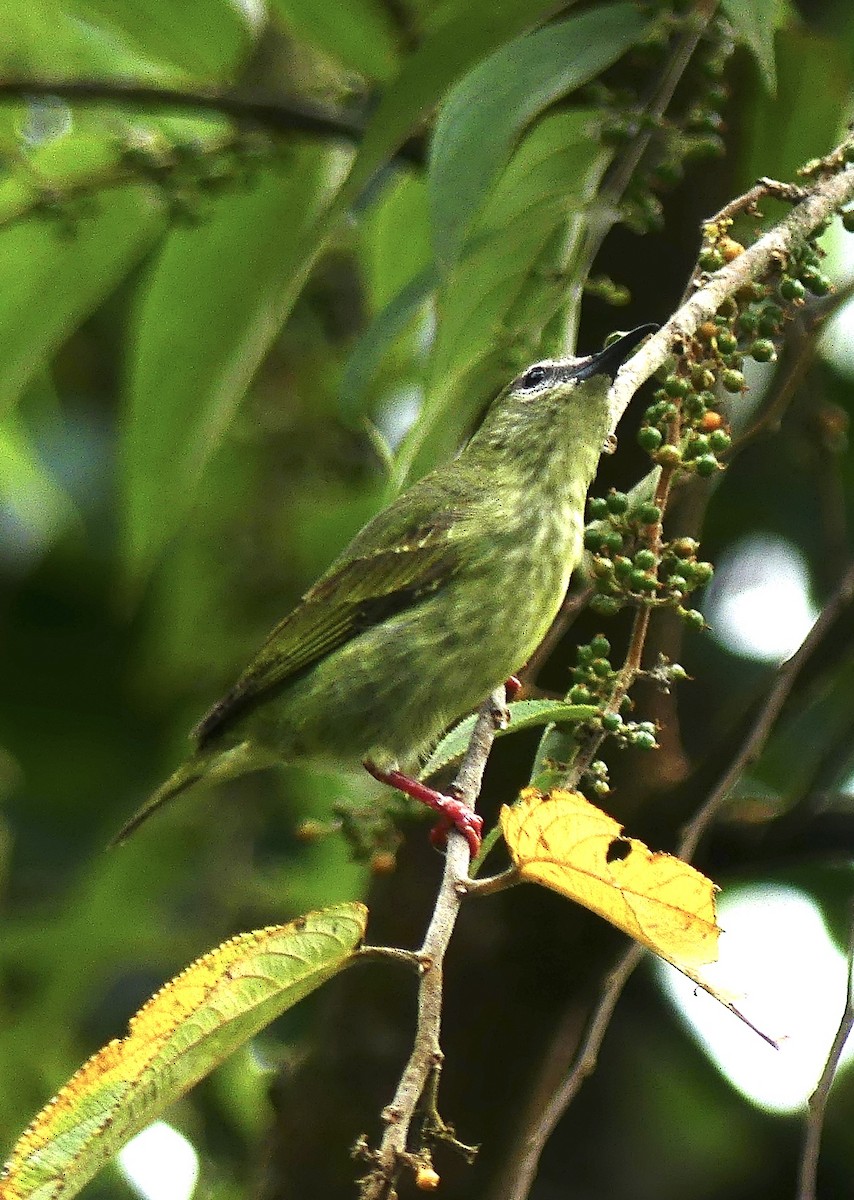 Red-legged Honeycreeper - ML637514761
