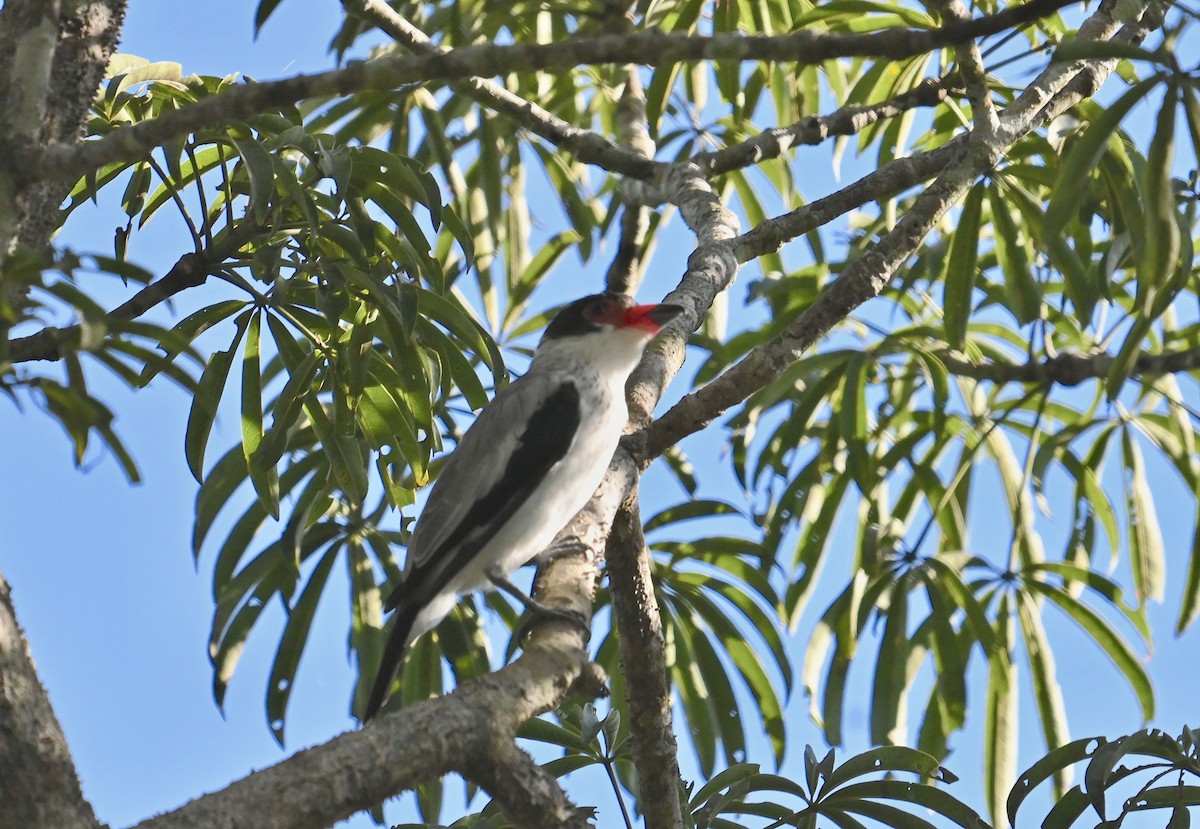 Black-tailed Tityra - ML637514772