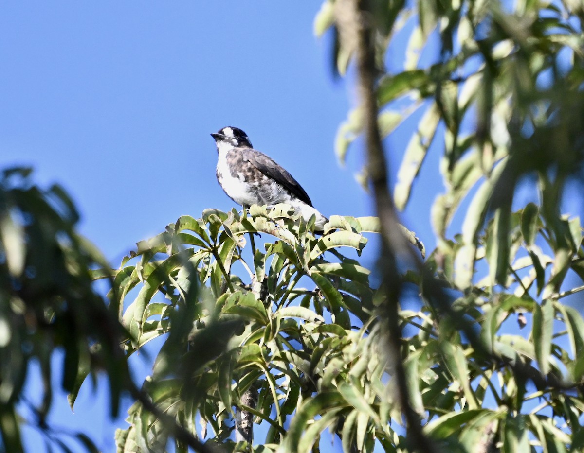 White-browed Purpletuft - ML637514779