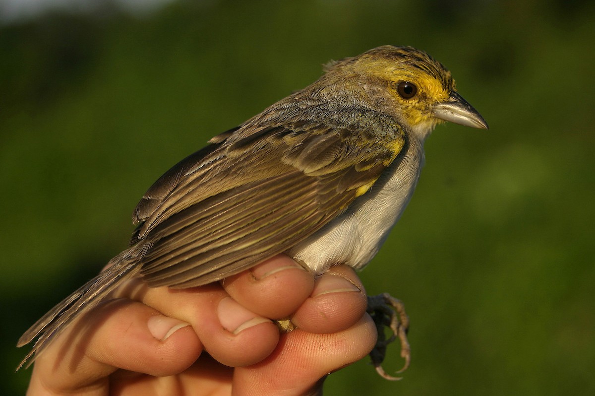 Желтощёкая овсянка-барсучок - ML637514781