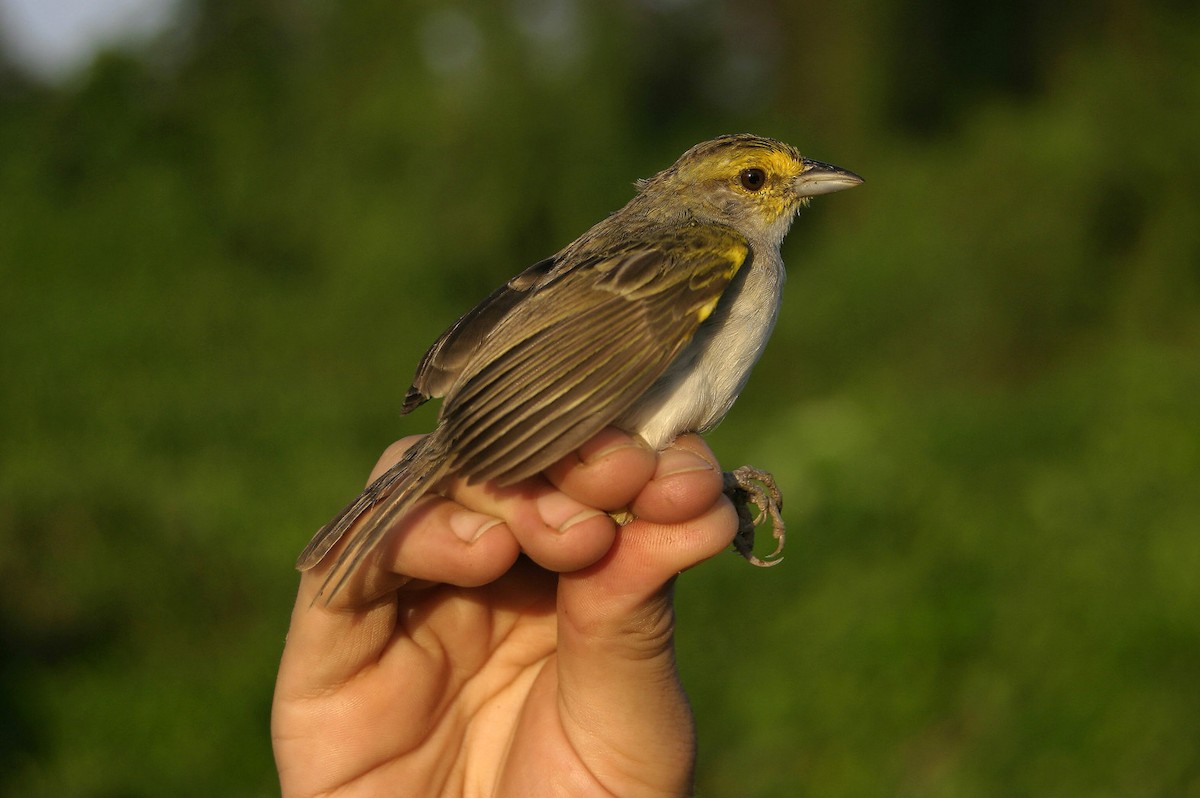 Желтощёкая овсянка-барсучок - ML637514782