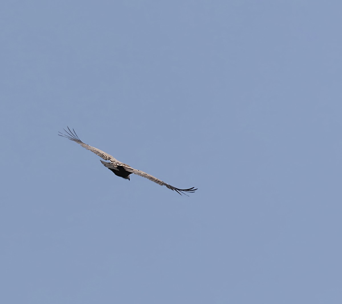 Gänsegeier - ML637514802