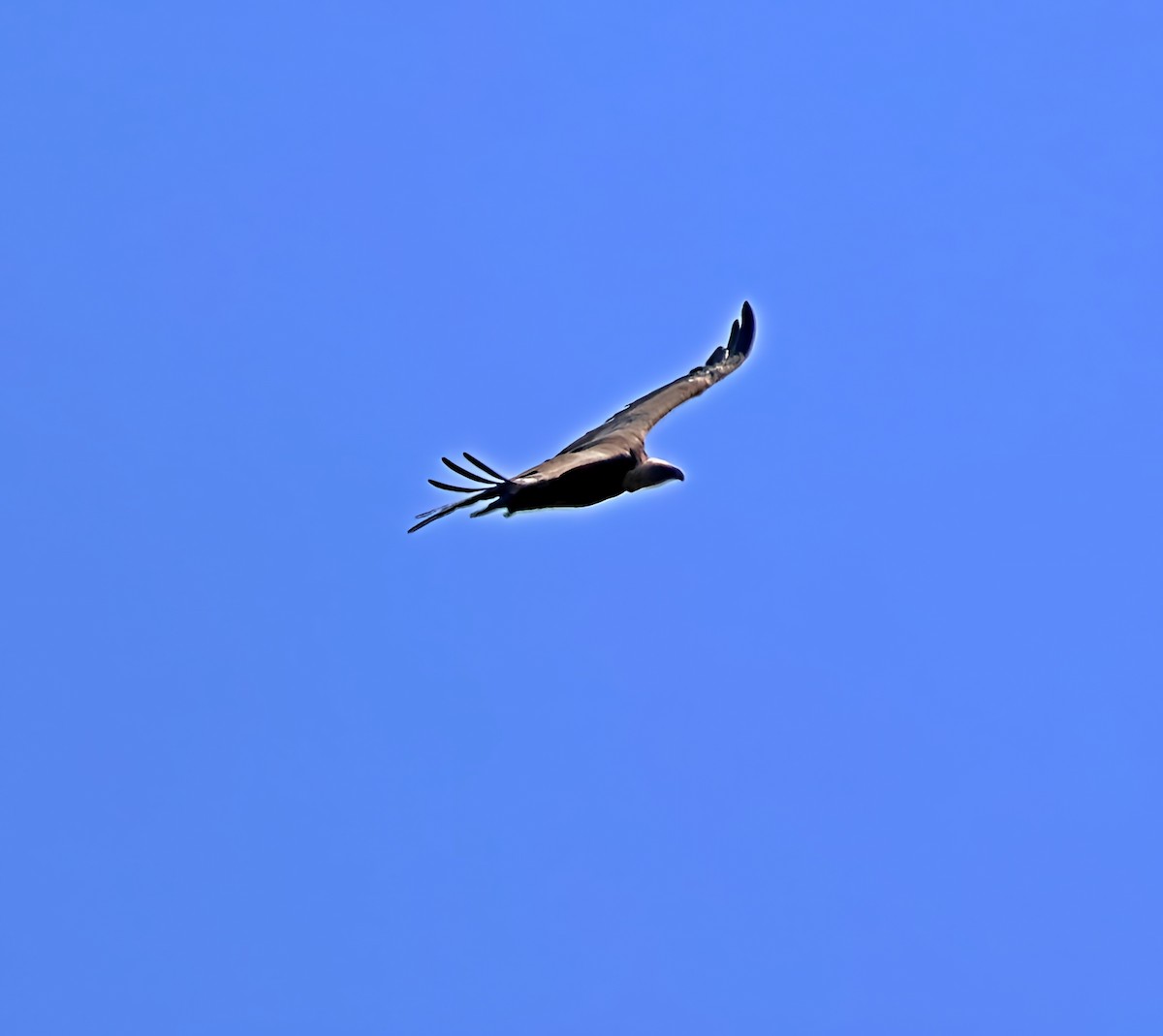 Gänsegeier - ML637514803