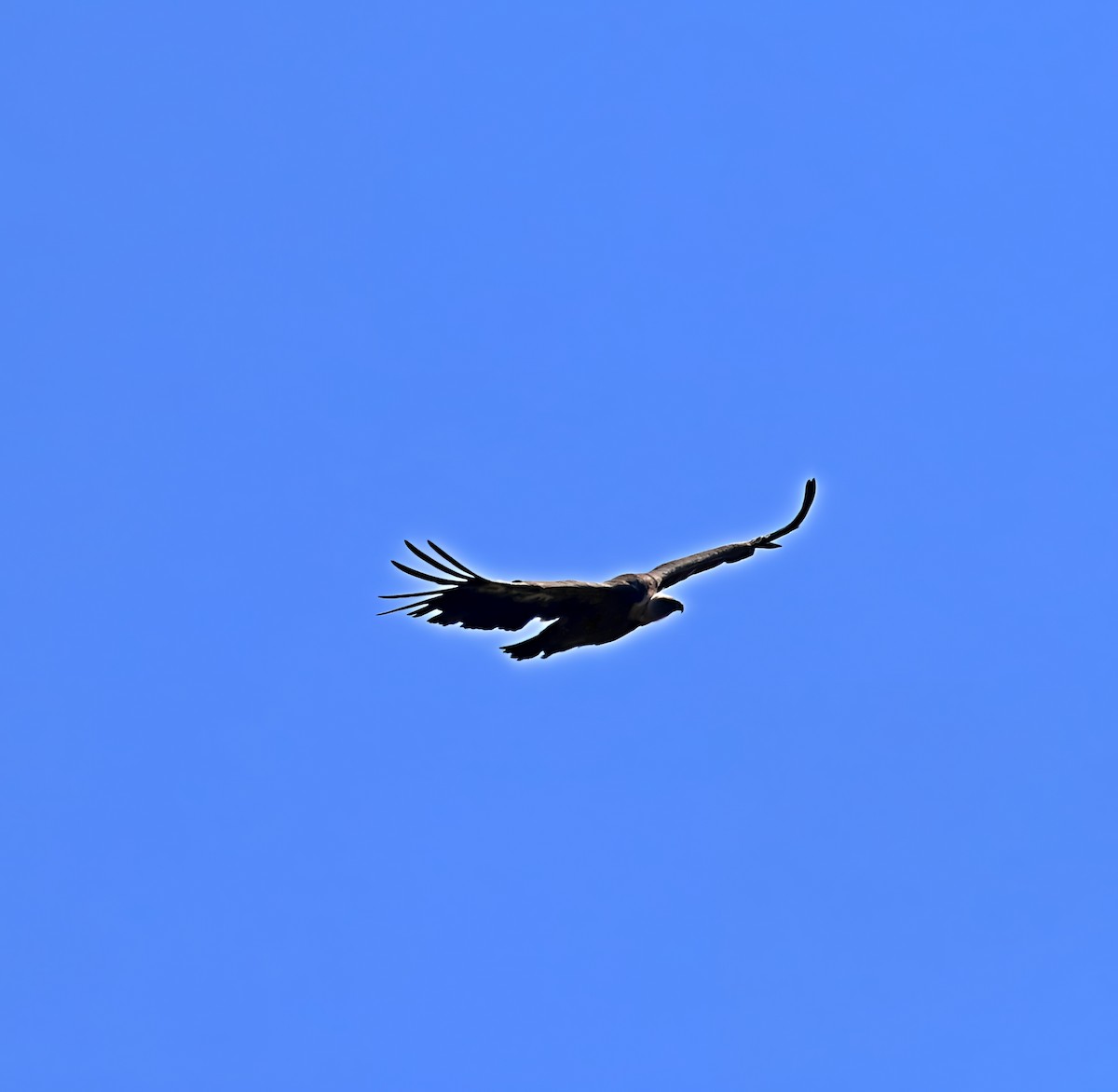 Gänsegeier - ML637514807