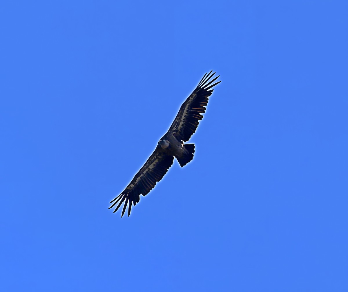 Gänsegeier - ML637514810