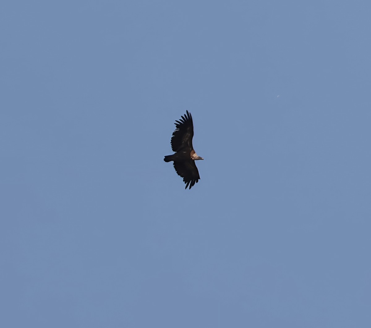 Gänsegeier - ML637514814