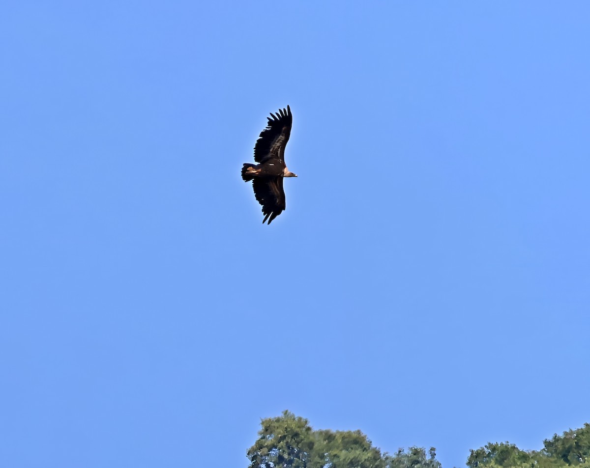 Gänsegeier - ML637514816