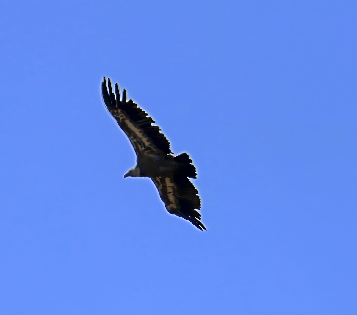 Gänsegeier - ML637514818