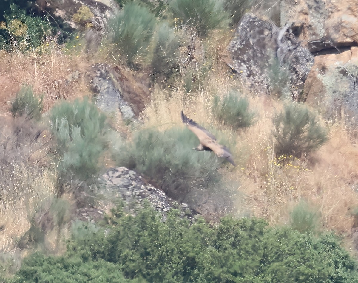 Gänsegeier - ML637514819