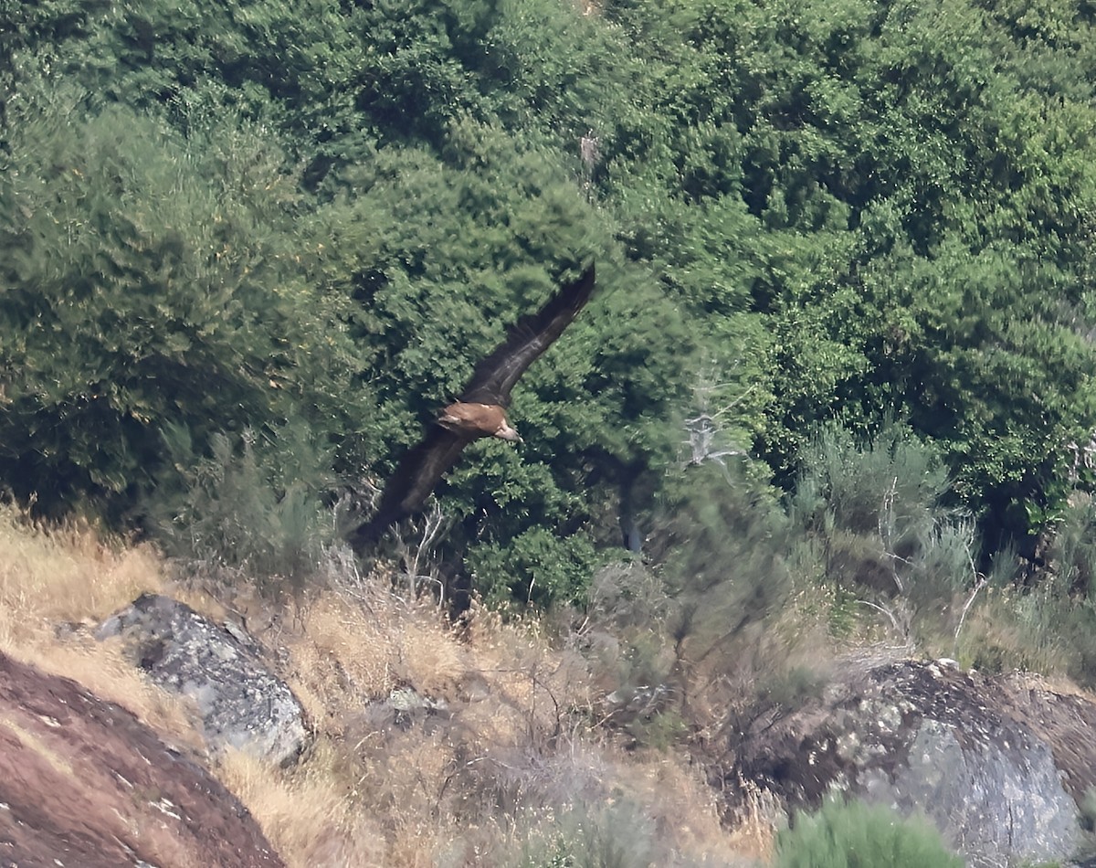 Gänsegeier - ML637514820