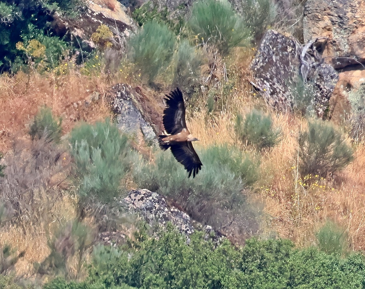 Gänsegeier - ML637514821