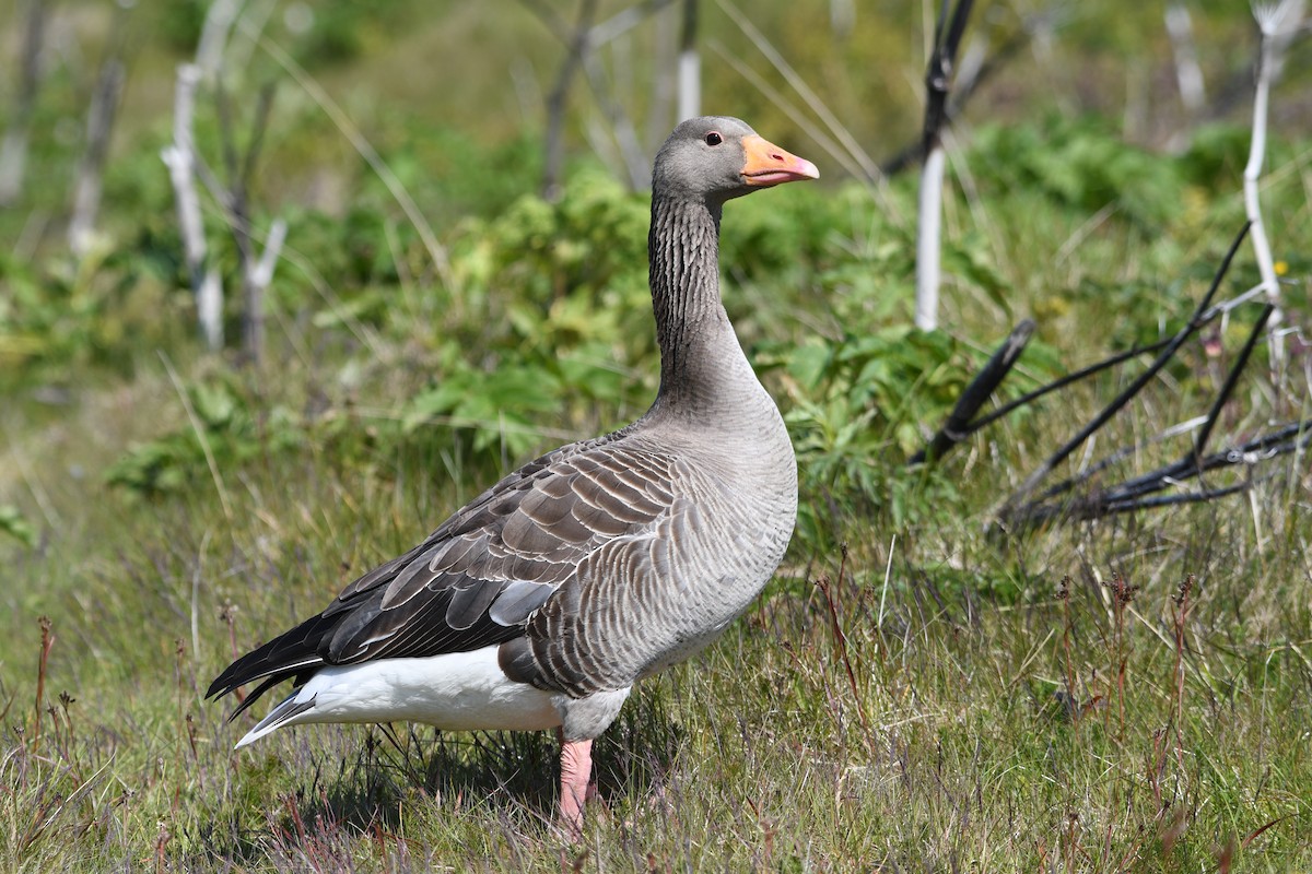 Graylag Goose - ML637514840