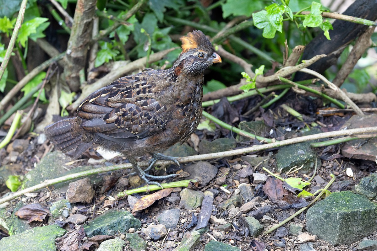 Spotted Wood-Quail - ML637514857