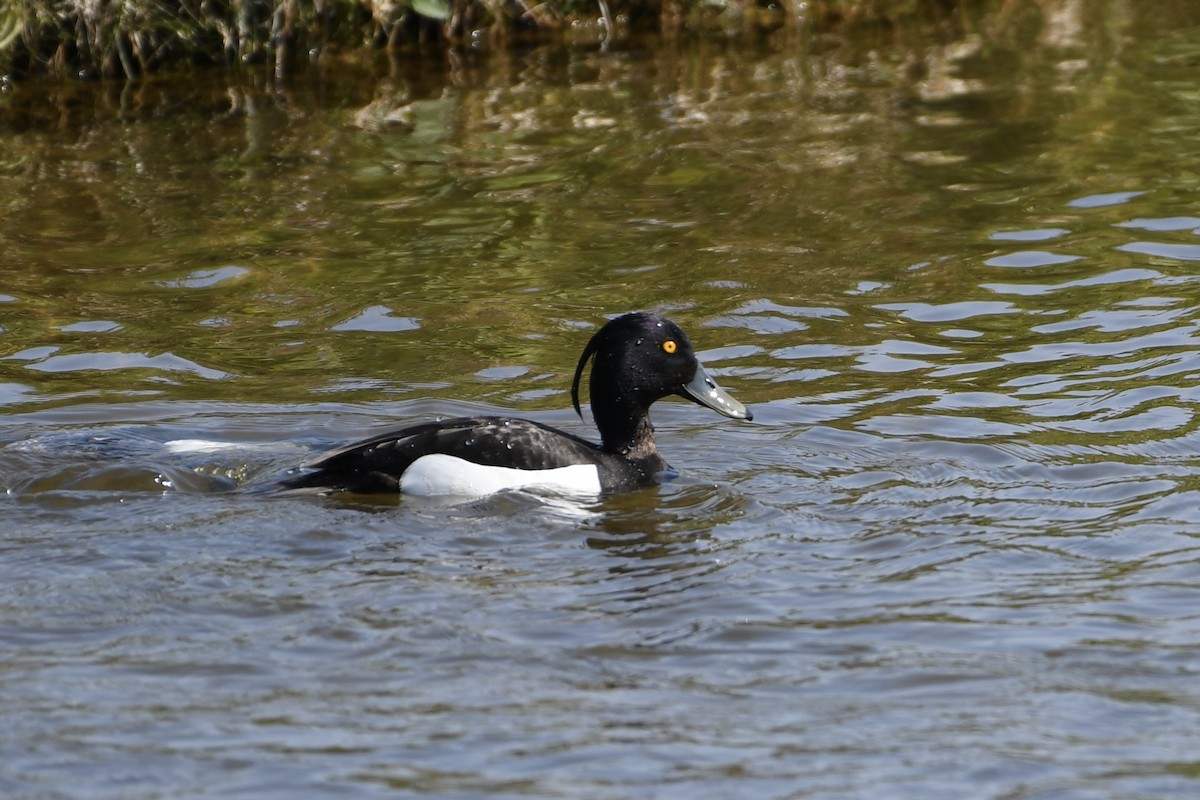 Tufted Duck - ML637514862