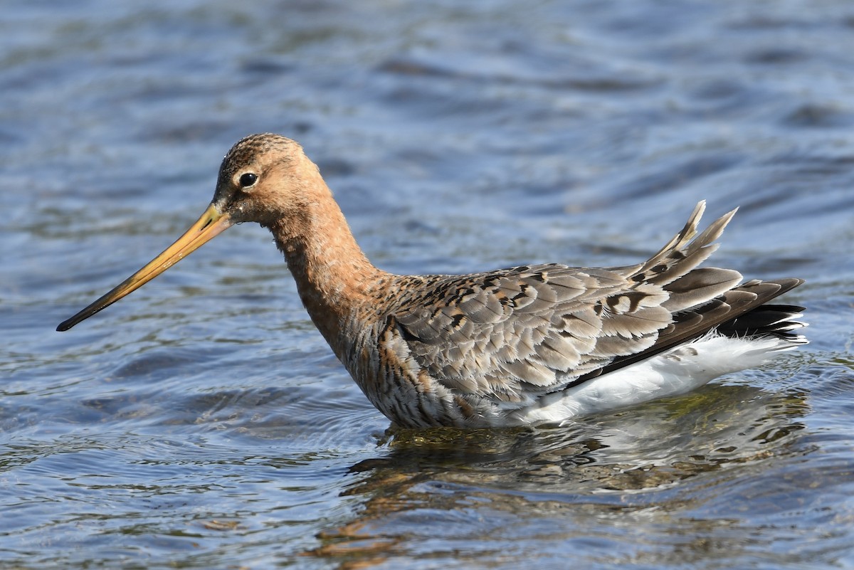 Black-tailed Godwit - ML637514875
